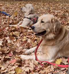 Kapoor Family unit hero image